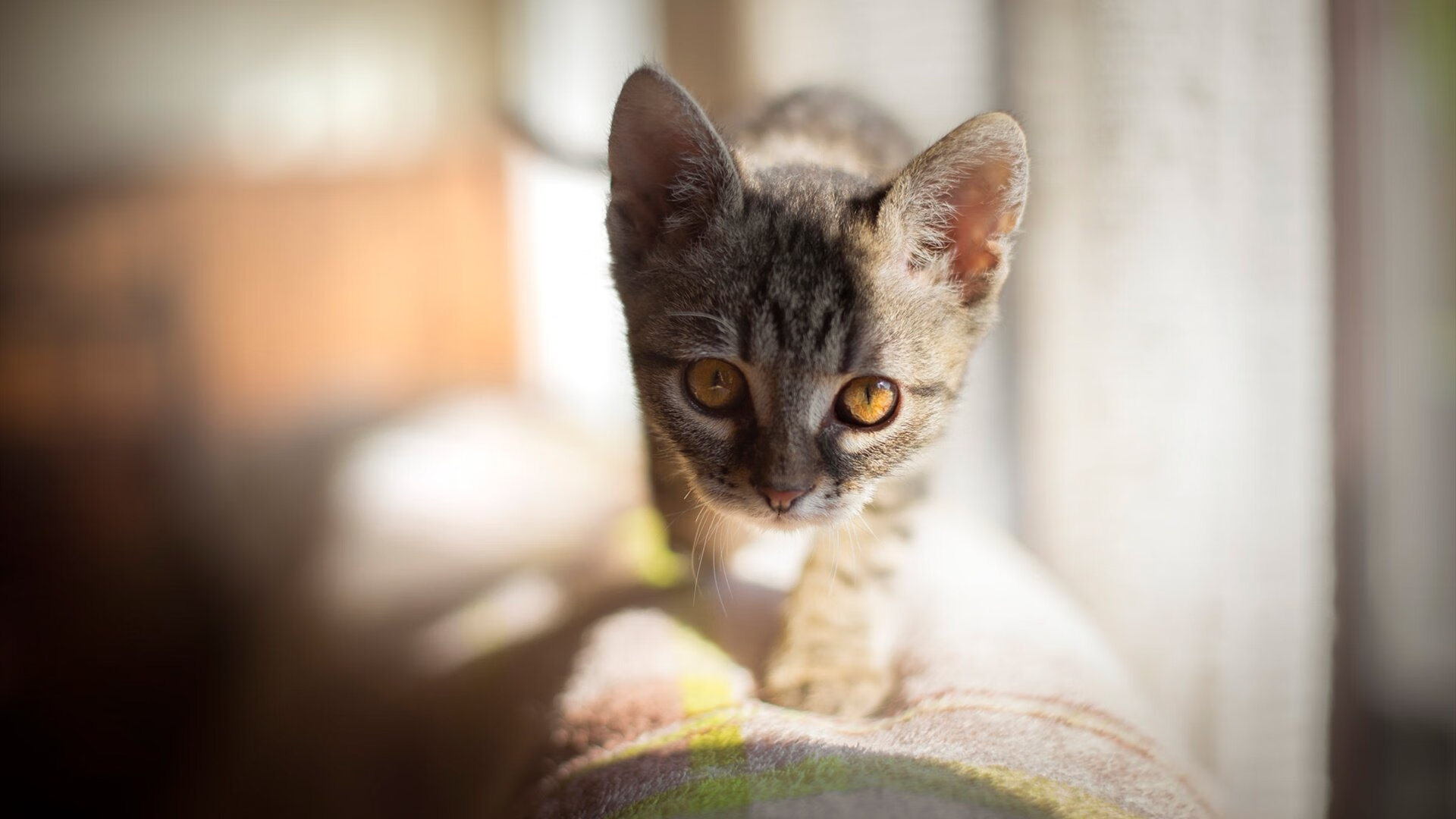 _观众互动：现场投票、互动视频带来新体验_，观众投票怎么算分