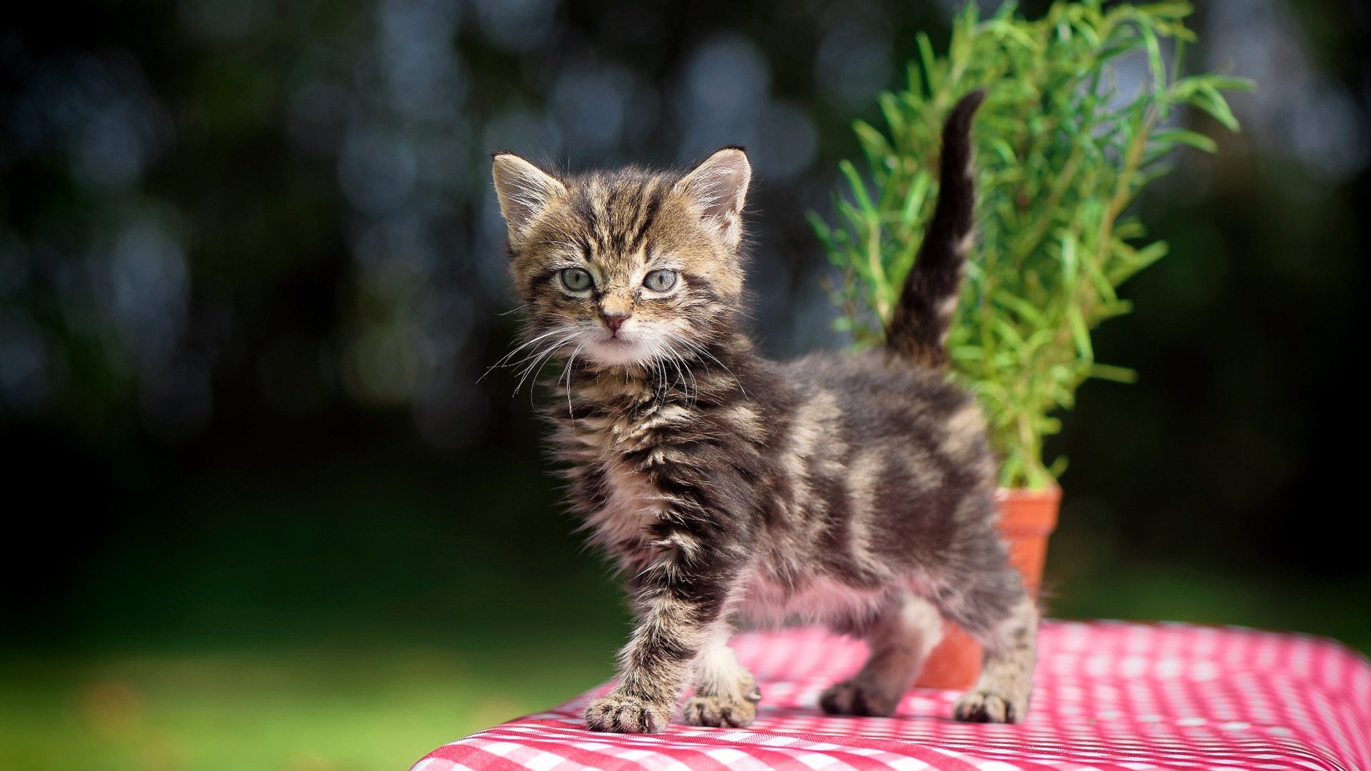 KAIYUN 中国大陆-全国青少年“青春梦想路”公益展在全国多个城市同步开启，青少年公益项目大赛